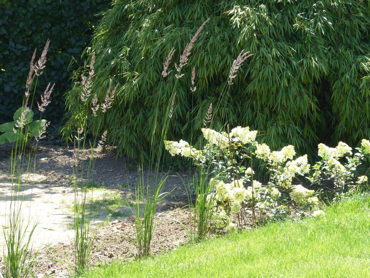 Sandrohr 'Karl Foerster' 22 Sandrohr 'Karl Foerster' – Bild 20