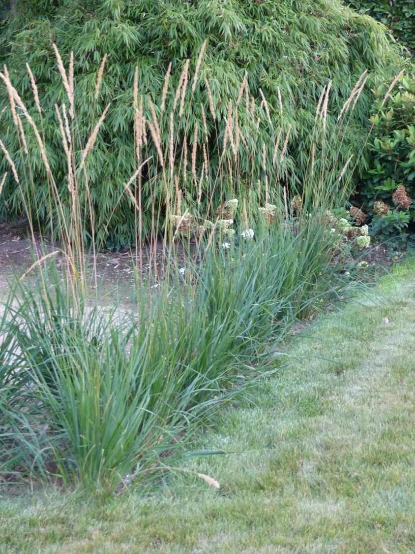 Sandrohr 'Karl Foerster' 21 Sandrohr 'Karl Foerster' – Bild 19