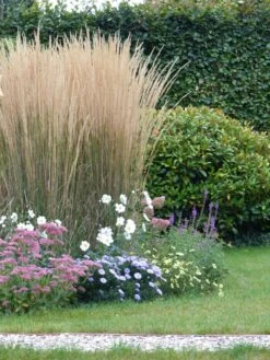 Sandrohr 'Karl Foerster' 39 Sandrohr 'Karl Foerster' -Günstiges Erd Seele Geschäft sandrohr karl foerster m009049 765787 2