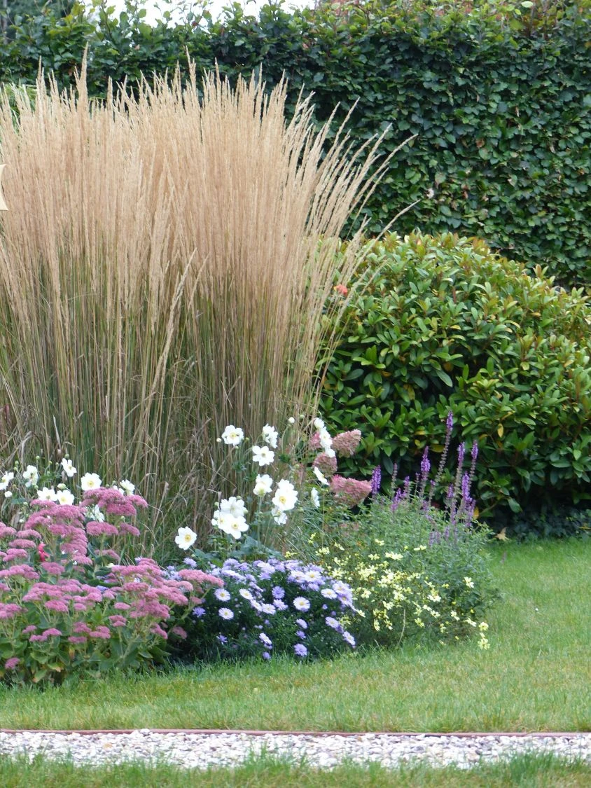 Sandrohr 'Karl Foerster' 20 Sandrohr 'Karl Foerster' – Bild 18