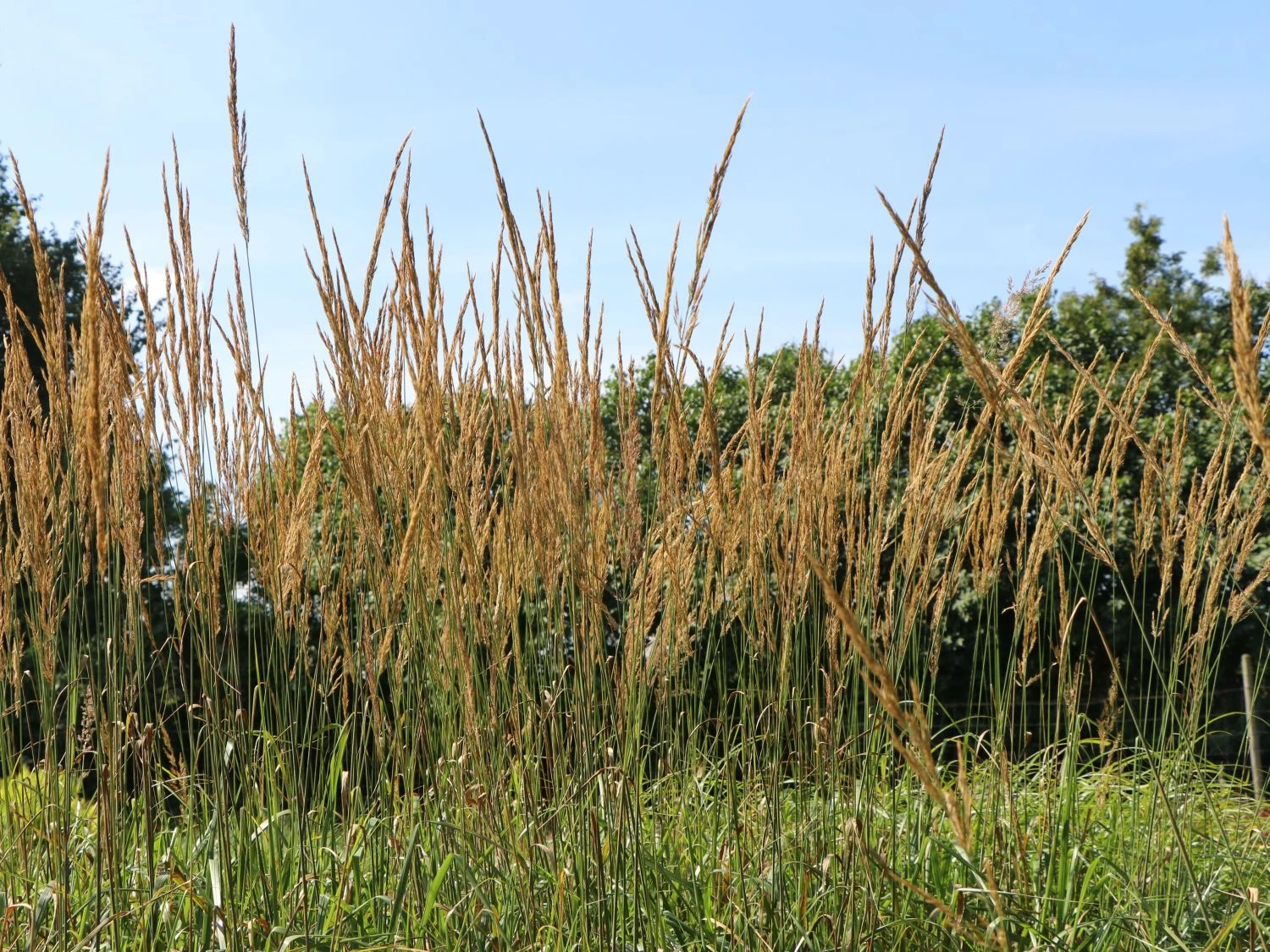 Sandrohr 'Karl Foerster' 9 Sandrohr 'Karl Foerster' – Bild 7