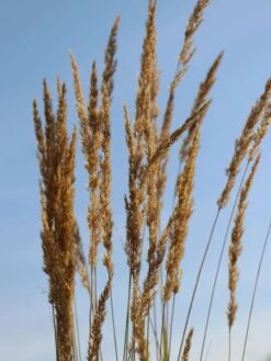 Sandrohr 'Karl Foerster' 26 Sandrohr 'Karl Foerster' -Günstiges Erd Seele Geschäft sandrohr karl foerster m009049 w 1