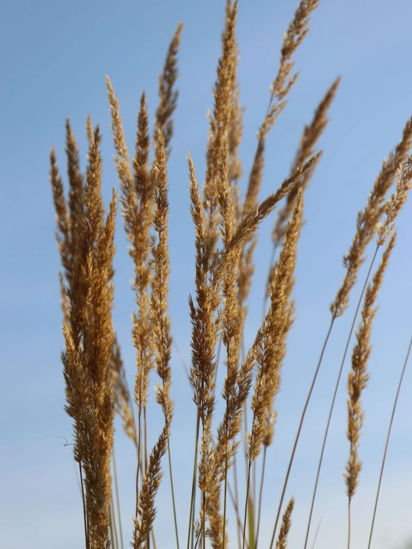 Sandrohr 'Karl Foerster' 7 Sandrohr 'Karl Foerster' – Bild 5