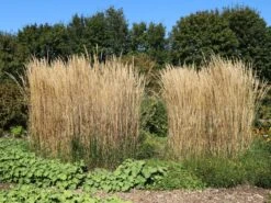 Sandrohr 'Karl Foerster' 31 Sandrohr 'Karl Foerster' -Günstiges Erd Seele Geschäft sandrohr karl foerster m009049 w 10