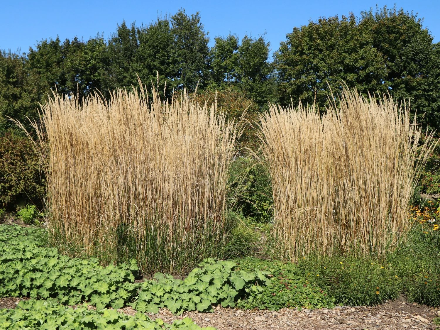 Sandrohr 'Karl Foerster' 12 Sandrohr 'Karl Foerster' – Bild 10