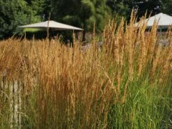 Sandrohr 'Karl Foerster' 32 Sandrohr 'Karl Foerster' -Günstiges Erd Seele Geschäft sandrohr karl foerster m009049 w 11