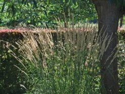 Sandrohr 'Karl Foerster' 27 Sandrohr 'Karl Foerster' -Günstiges Erd Seele Geschäft sandrohr karl foerster m009049 w 2