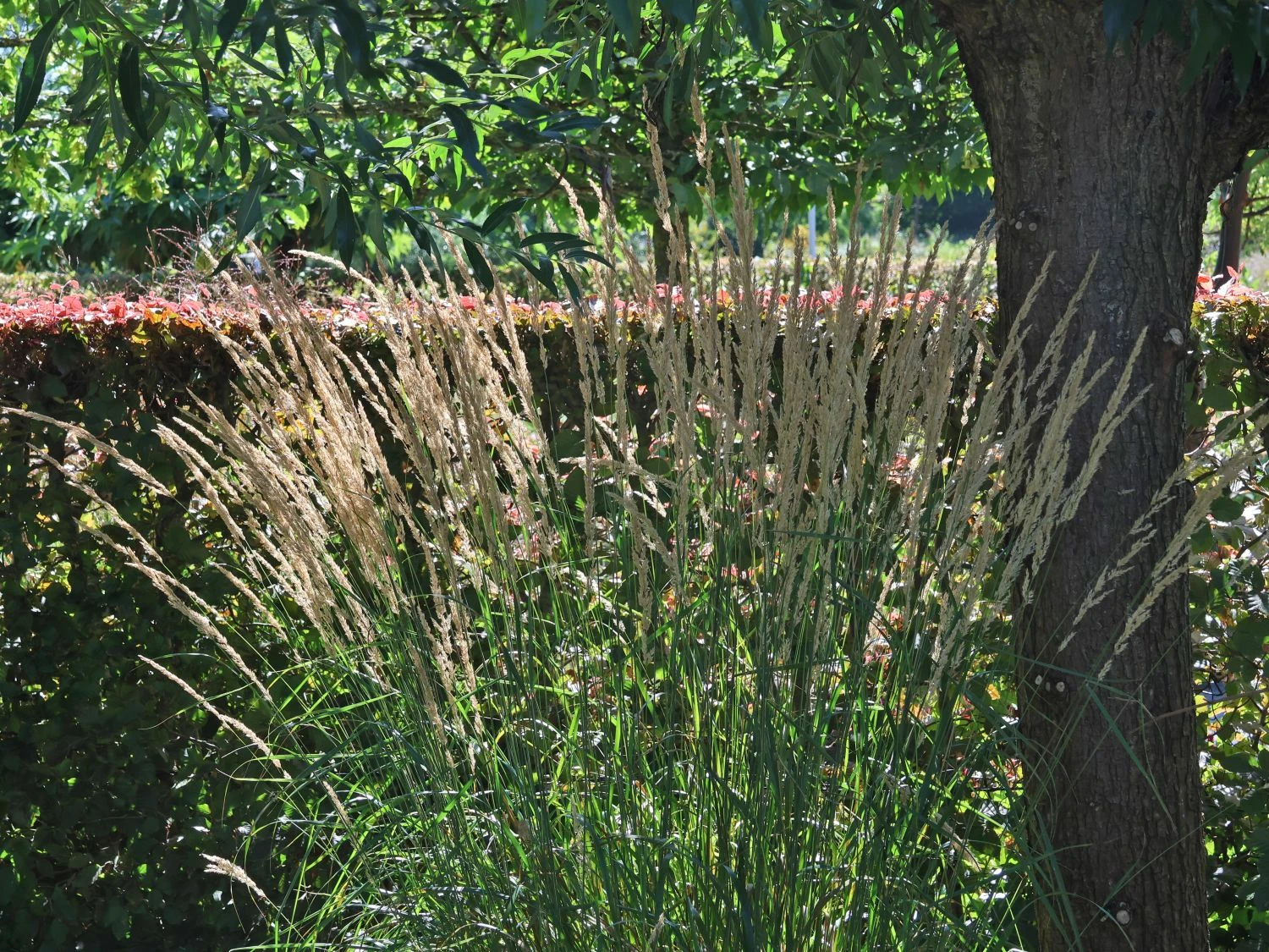 Sandrohr 'Karl Foerster' 8 Sandrohr 'Karl Foerster' – Bild 6