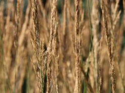 Sandrohr 'Karl Foerster' 30 Sandrohr 'Karl Foerster' -Günstiges Erd Seele Geschäft sandrohr karl foerster m009049 w 3