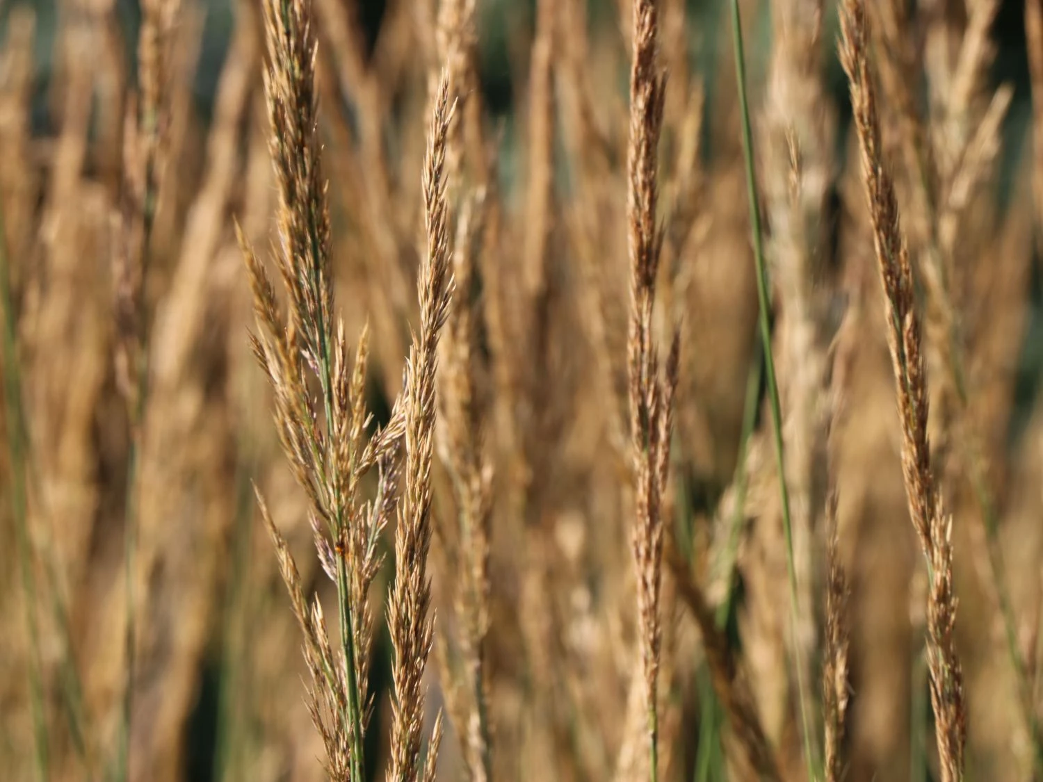 Sandrohr 'Karl Foerster' 11 Sandrohr 'Karl Foerster' – Bild 9