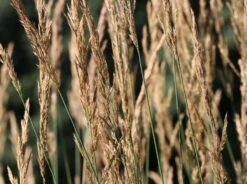 Sandrohr 'Karl Foerster' 29 Sandrohr 'Karl Foerster' -Günstiges Erd Seele Geschäft sandrohr karl foerster m009049 w 4