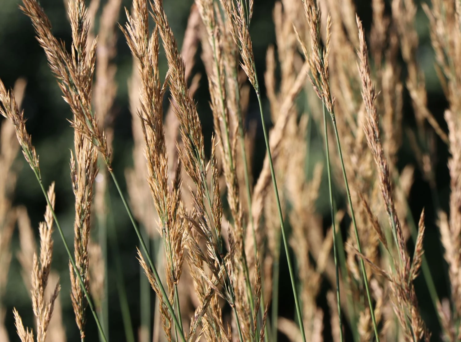 Sandrohr 'Karl Foerster' 10 Sandrohr 'Karl Foerster' – Bild 8