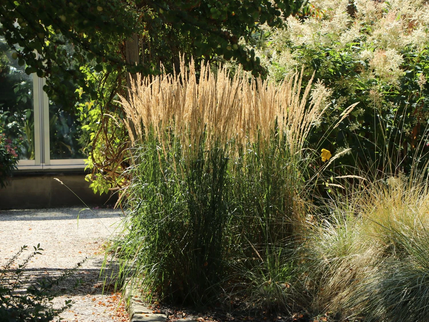 Sandrohr 'Karl Foerster' 4 Sandrohr 'Karl Foerster' – Bild 2