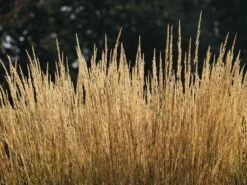 Sandrohr 'Karl Foerster' 33 Sandrohr 'Karl Foerster' -Günstiges Erd Seele Geschäft sandrohr karl foerster m009049 w 6