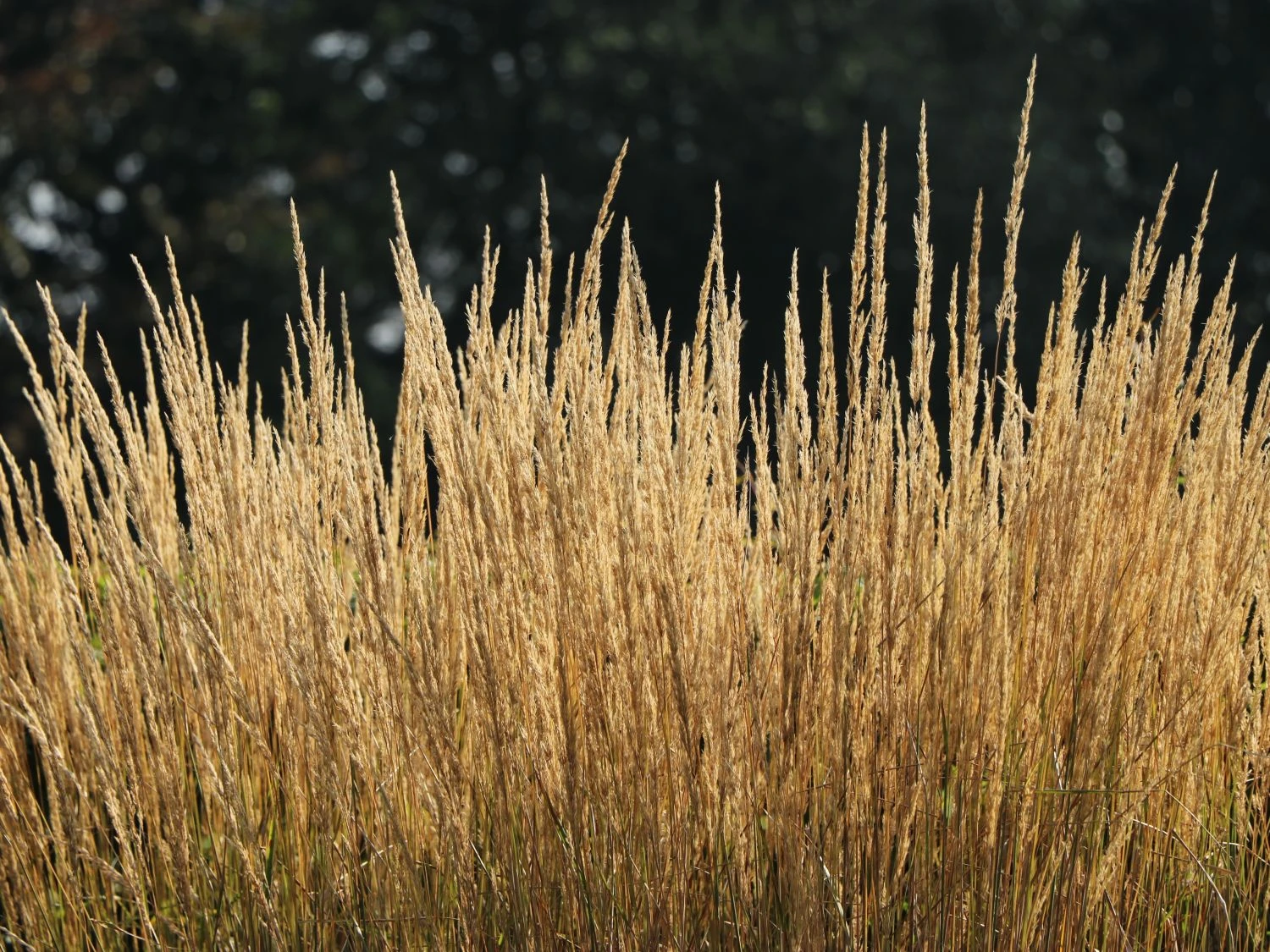 Sandrohr 'Karl Foerster' 14 Sandrohr 'Karl Foerster' – Bild 12