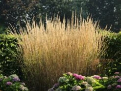 Sandrohr 'Karl Foerster' 25 Sandrohr 'Karl Foerster' -Günstiges Erd Seele Geschäft sandrohr karl foerster m009049 w 7