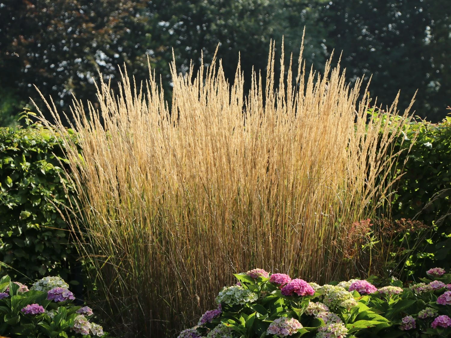 Sandrohr 'Karl Foerster' 6 Sandrohr 'Karl Foerster' – Bild 4