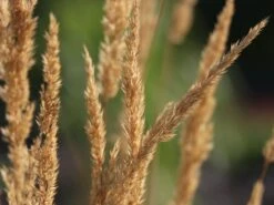 Sandrohr 'Karl Foerster' 34 Sandrohr 'Karl Foerster' -Günstiges Erd Seele Geschäft sandrohr karl foerster m009049 w 8