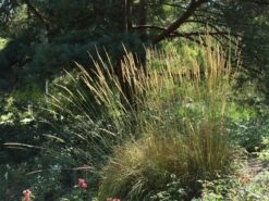 Sandrohr 'Karl Foerster' 24 Sandrohr 'Karl Foerster' -Günstiges Erd Seele Geschäft sandrohr karl foerster m009049 w 9