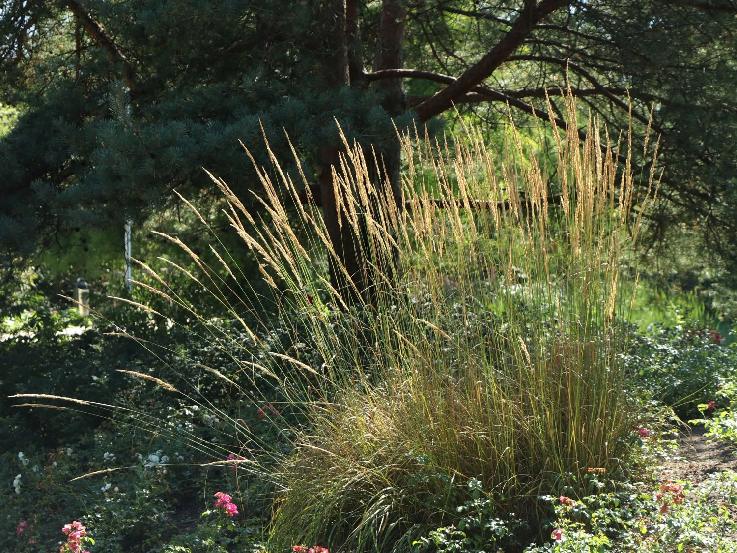 Sandrohr 'Karl Foerster' 5 Sandrohr 'Karl Foerster' – Bild 3