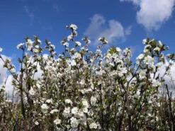 Sauerkirsche 'Gerema' (S) 10 Sauerkirsche 'Gerema' (S) -Günstiges Erd Seele Geschäft sauerkirsche gerema m006696 w 0