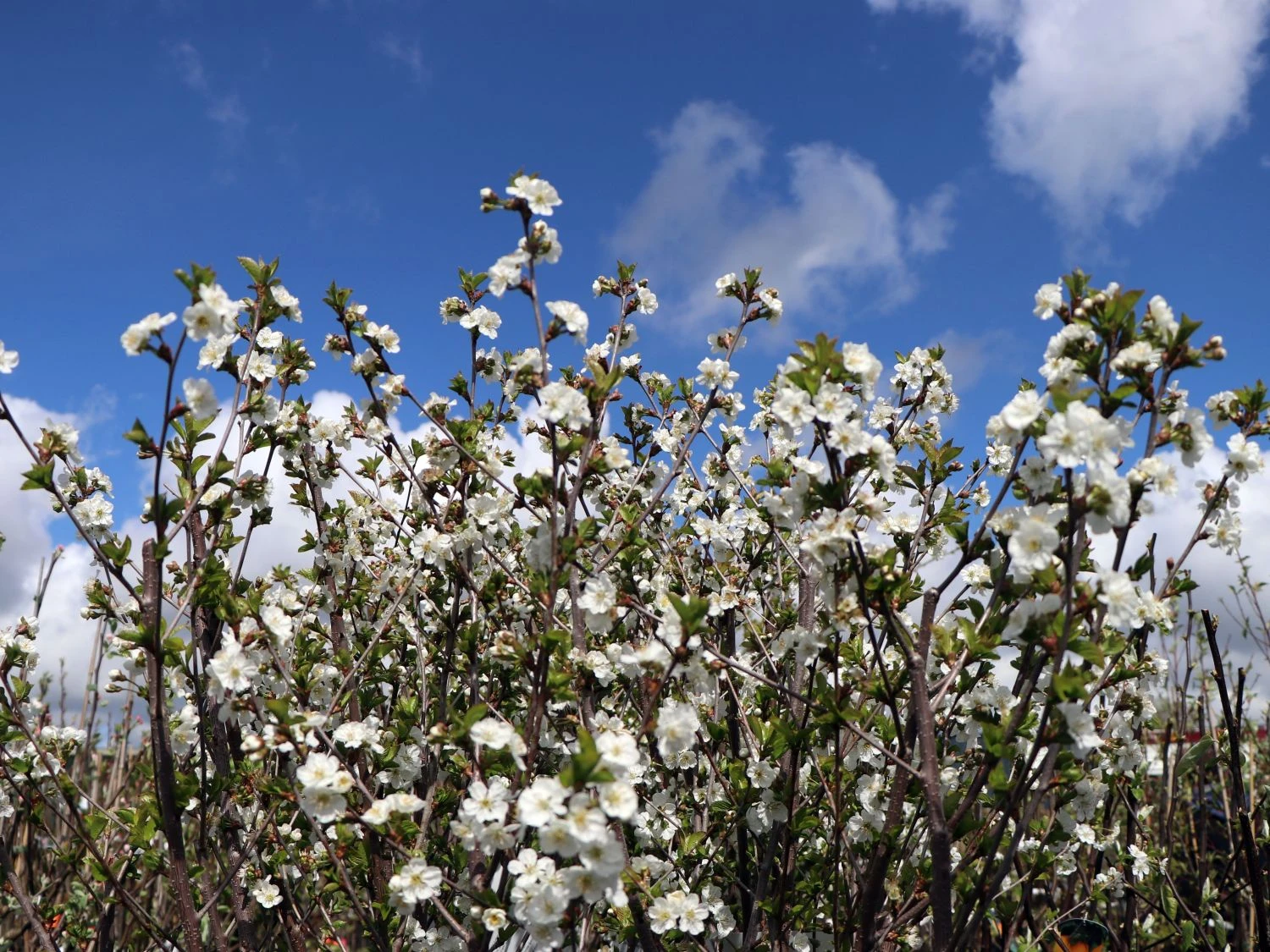Sauerkirsche 'Gerema' (S) 6 Sauerkirsche 'Gerema' (S) – Bild 4
