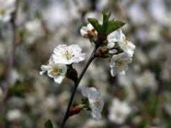 Sauerkirsche 'Gerema' (S) 9 Sauerkirsche 'Gerema' (S) -Günstiges Erd Seele Geschäft sauerkirsche gerema m006696 w 1
