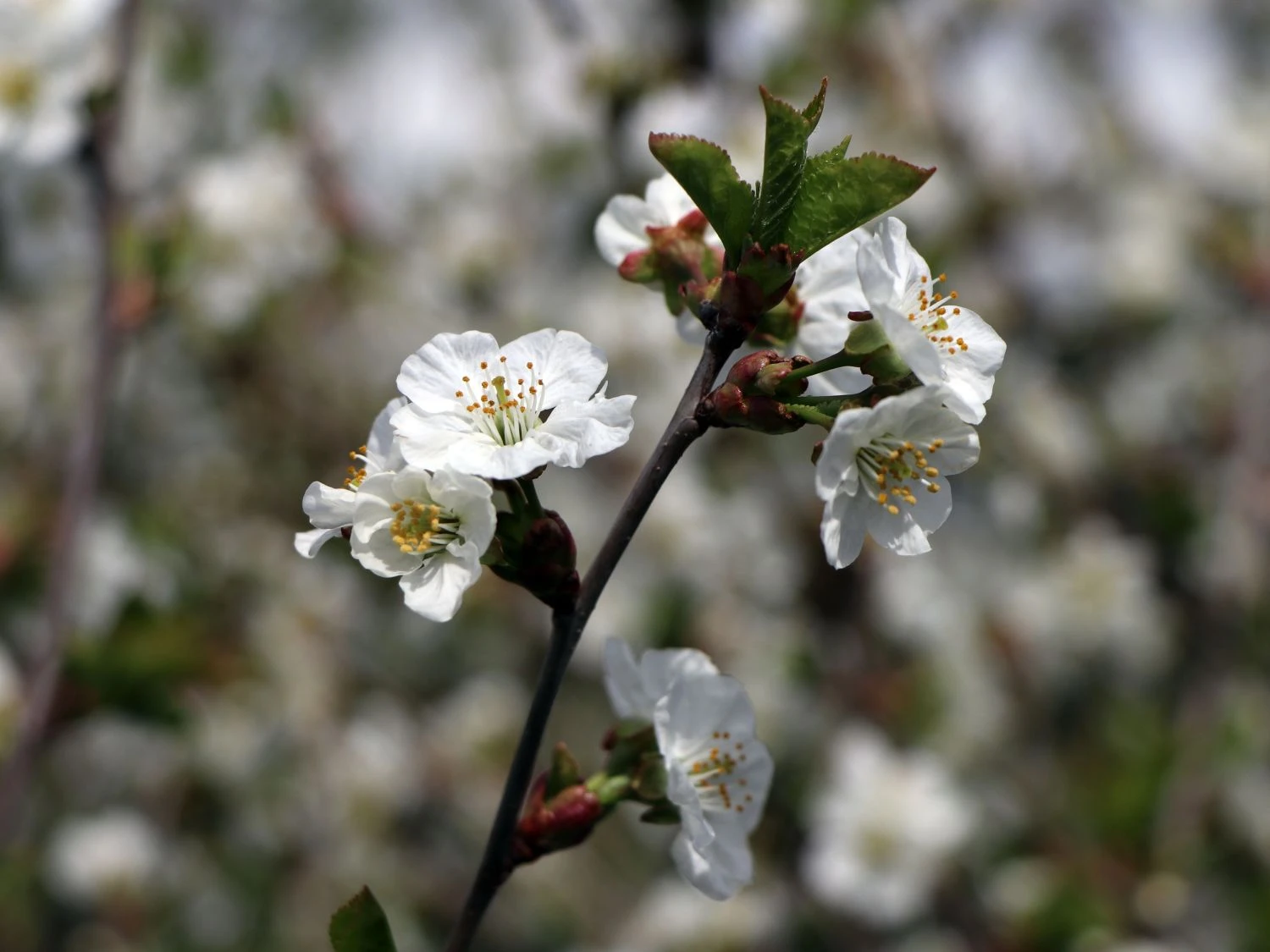Sauerkirsche 'Gerema' (S) 5 Sauerkirsche 'Gerema' (S) – Bild 3