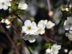 Sauerkirsche 'Gerema' (S) 11 Sauerkirsche 'Gerema' (S) -Günstiges Erd Seele Geschäft sauerkirsche gerema m006696 w 2