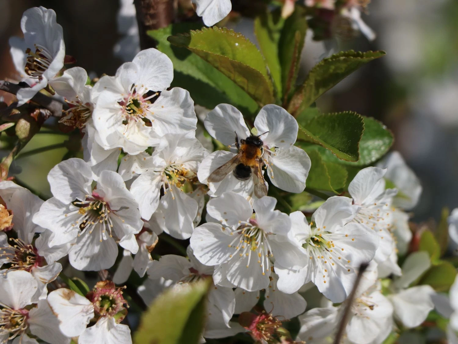 Sauerkirsche 'Gerema' (S) 4 Sauerkirsche 'Gerema' (S) – Bild 2