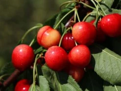 Sauerkirsche 'Morellenfeuer' / 'Kelleriis 16'