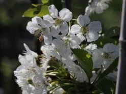 Sauerkirsche 'Morellenfeuer' / 'Kelleriis 16' -Günstiges Erd Seele Geschäft sauerkirsche morellenfeuer kelleriis 16 m000534 w 1