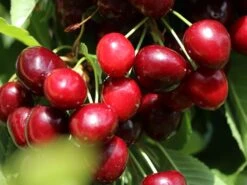 Sauerkirsche 'Morellenfeuer' / 'Kelleriis 16' -Günstiges Erd Seele Geschäft sauerkirsche morellenfeuer kelleriis 16 m000534 w 2