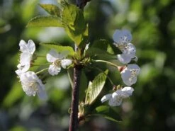 Sauerkirsche 'Morellenfeuer' / 'Kelleriis 16' -Günstiges Erd Seele Geschäft sauerkirsche morellenfeuer kelleriis 16 m000534 w 3