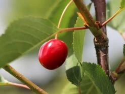 Sauerkirsche 'Morellenfeuer' / 'Kelleriis 16' -Günstiges Erd Seele Geschäft sauerkirsche morellenfeuer kelleriis 16 m000534 w 4