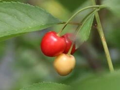 Sauerkirsche 'Morellenfeuer' / 'Kelleriis 16' -Günstiges Erd Seele Geschäft sauerkirsche morellenfeuer kelleriis 16 m000534 w 5