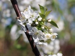 Sauerkirsche 'Morellenfeuer' / 'Kelleriis 16' -Günstiges Erd Seele Geschäft sauerkirsche morellenfeuer kelleriis 16 m000534 w 6