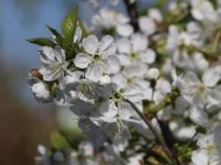 Sauerkirsche 'Morellenfeuer' / 'Kelleriis 16' -Günstiges Erd Seele Geschäft sauerkirsche morellenfeuer kelleriis 16 m000534 w 7