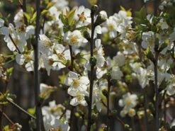 Sauerkirsche 'Morellenfeuer' / 'Kelleriis 16' -Günstiges Erd Seele Geschäft sauerkirsche morellenfeuer kelleriis 16 m000534 w 8
