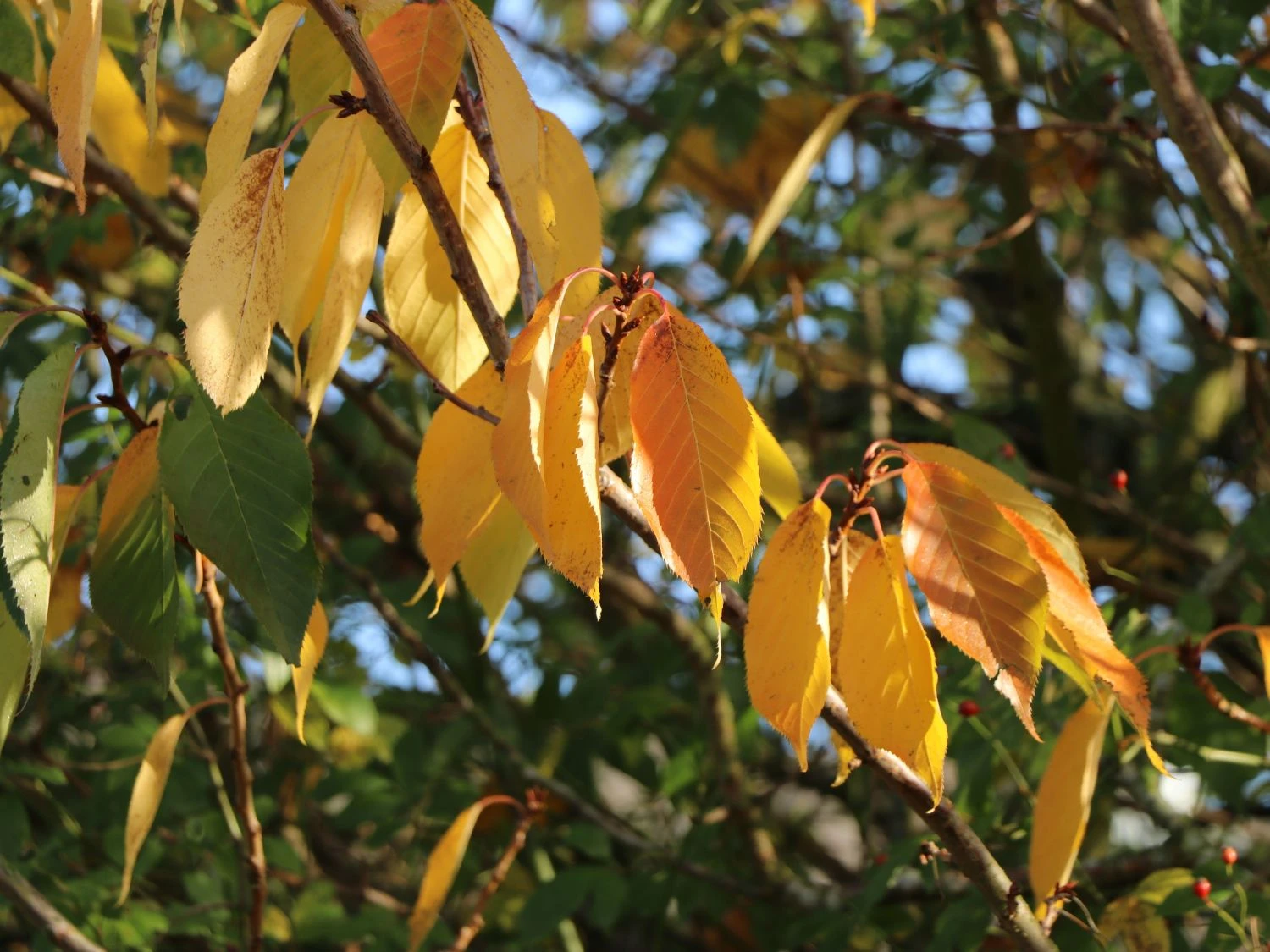 Sauerkirsche 'Saphir' (S) 4 Sauerkirsche 'Saphir' (S) – Bild 2