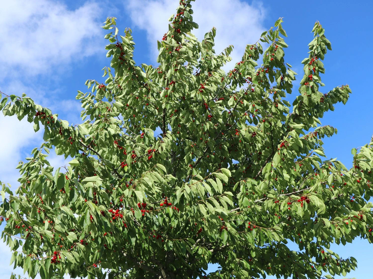 Sauerkirsche 'Saphir' (S) 5 Sauerkirsche 'Saphir' (S) – Bild 3