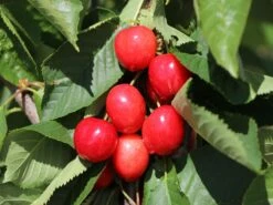 Sauerkirsche 'Schattenmorelle' / 'Lange Lotkirsche'