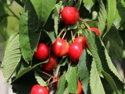 Sauerkirsche 'Schattenmorelle' / 'Lange Lotkirsche' 17 Sauerkirsche 'Schattenmorelle' / 'Lange Lotkirsche' -Günstiges Erd Seele Geschäft sauerkirsche schattenmorelle lange lotkirsche m000536 w 0