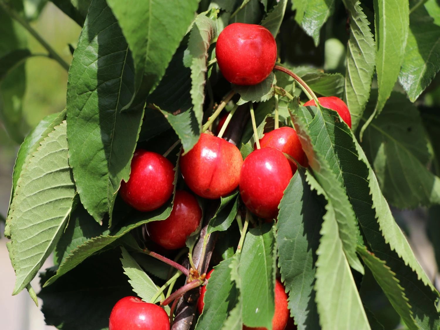 Sauerkirsche 'Schattenmorelle' / 'Lange Lotkirsche' 10 Sauerkirsche 'Schattenmorelle' / 'Lange Lotkirsche' – Bild 8