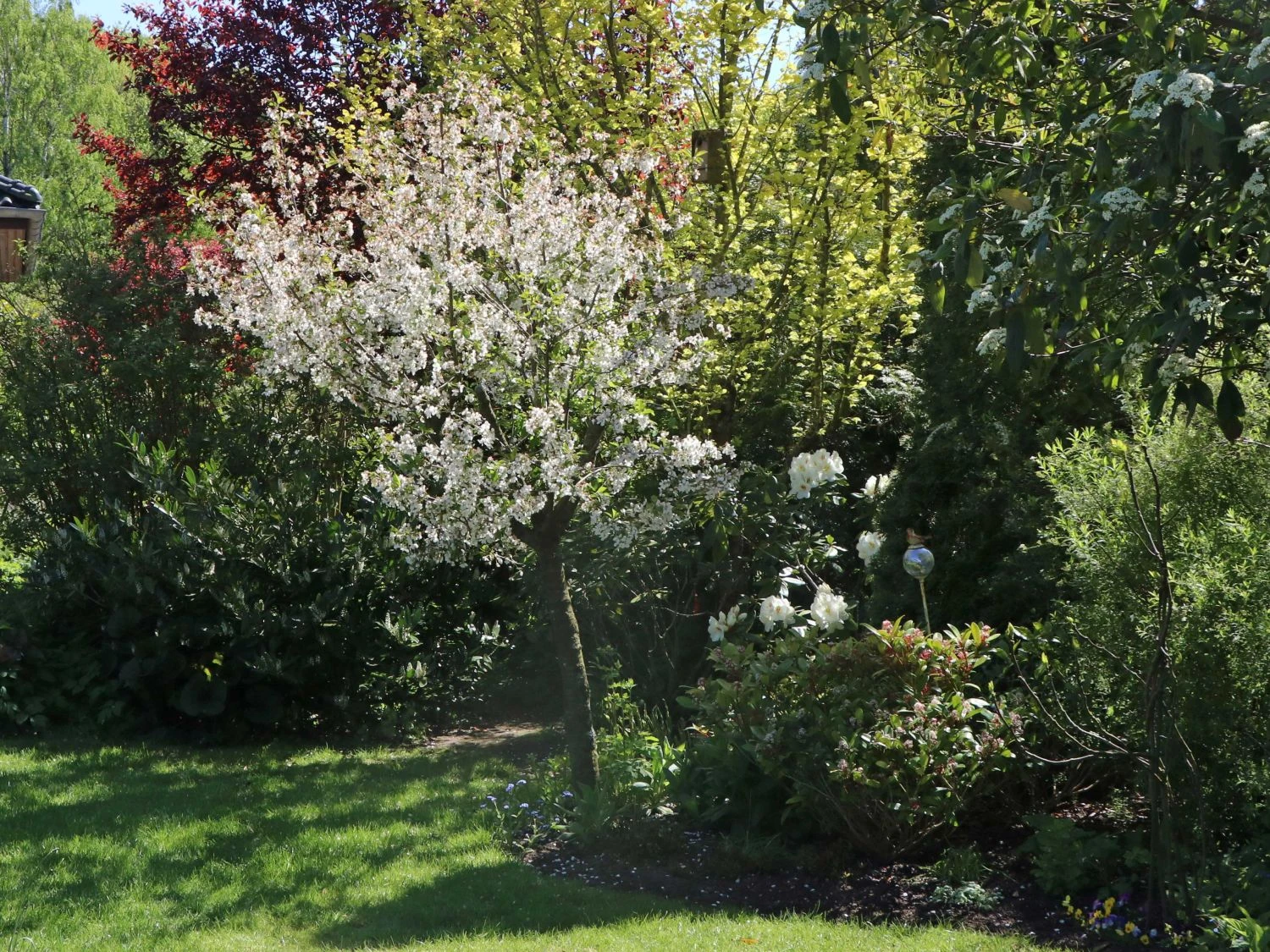 Sauerkirsche 'Schattenmorelle' / 'Lange Lotkirsche' 4 Sauerkirsche 'Schattenmorelle' / 'Lange Lotkirsche' – Bild 2
