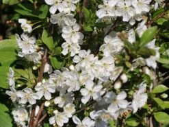 Sauerkirsche 'Schattenmorelle' / 'Lange Lotkirsche' 15 Sauerkirsche 'Schattenmorelle' / 'Lange Lotkirsche' -Günstiges Erd Seele Geschäft sauerkirsche schattenmorelle lange lotkirsche m000536 w 2
