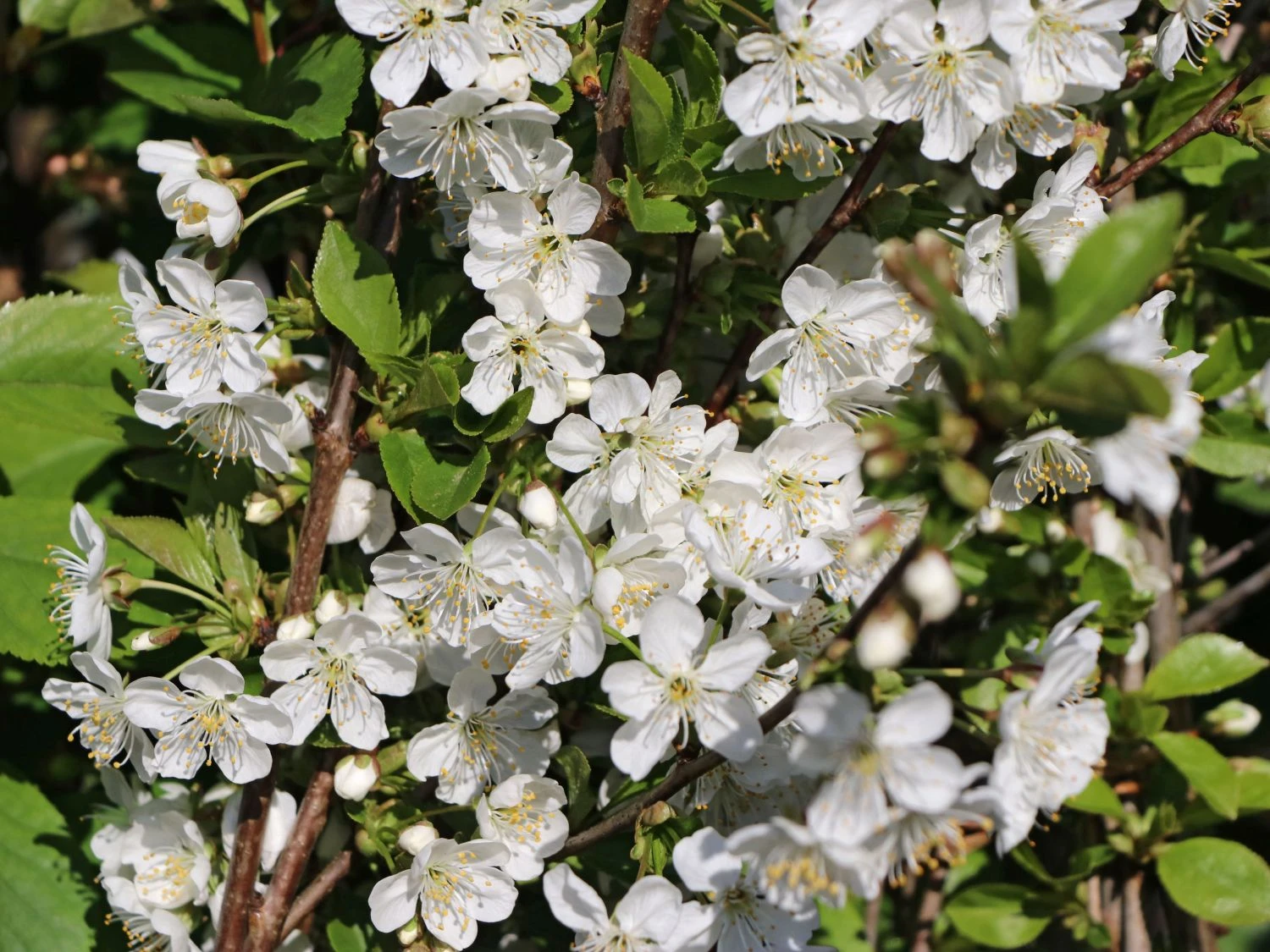Sauerkirsche 'Schattenmorelle' / 'Lange Lotkirsche' 8 Sauerkirsche 'Schattenmorelle' / 'Lange Lotkirsche' – Bild 6