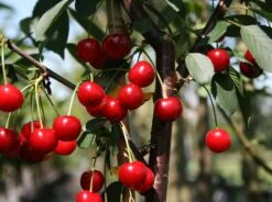 Sauerkirsche 'Schattenmorelle' / 'Lange Lotkirsche' 13 Sauerkirsche 'Schattenmorelle' / 'Lange Lotkirsche' -Günstiges Erd Seele Geschäft sauerkirsche schattenmorelle m000536 w 0