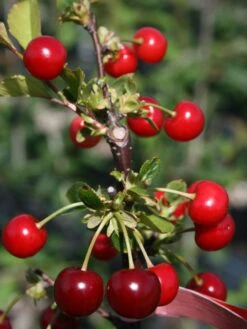 Sauerkirsche 'Schattenmorelle' / 'Lange Lotkirsche' 14 Sauerkirsche 'Schattenmorelle' / 'Lange Lotkirsche' -Günstiges Erd Seele Geschäft sauerkirsche schattenmorelle m000536 w 1