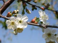 Sauerkirsche 'Schattenmorelle' / 'Lange Lotkirsche' 12 Sauerkirsche 'Schattenmorelle' / 'Lange Lotkirsche' -Günstiges Erd Seele Geschäft sauerkirsche schattenmorelle m000536 w 2